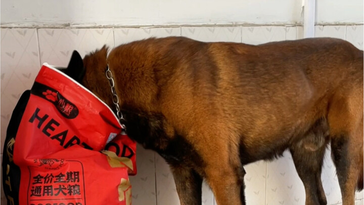 สุนัขตำรวจบ๋าวว่านฉวยจังหวะที่ครูฝึกไม่ทันสังเกต แอบเข้าไปในครัวแล้วกินอาหารสุนัขอย่างเมามัน โชคดีที