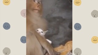 เเม่ลิงเเต่ลูกเเมว!?? (รวมคลิปฮาขำกลิ้ง)