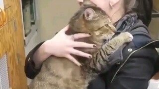 Beberapa kucing