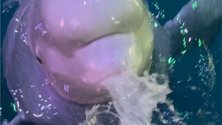 Ini benar-benar seorang pembenci kecil 😂