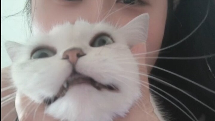 Bride-price Cat: I won’t say a word before my dad gets back.