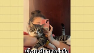 เพื่อนตัวน้อยแสนซน : น้องเหมียวสุดน่ารัก