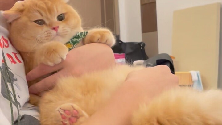 You can’t touch a little kitten’s belly!!!