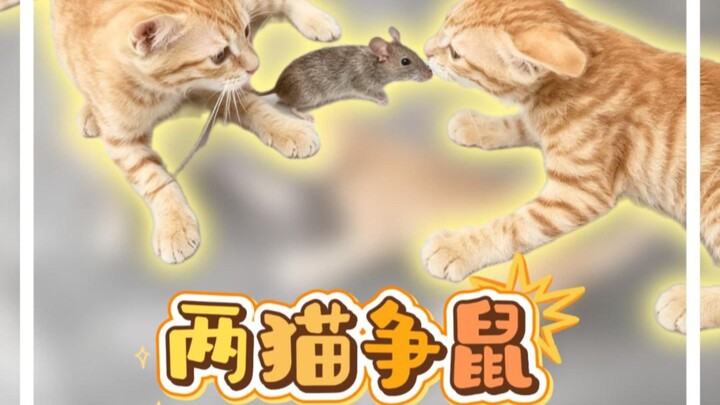 Two Cats Fight Over a Mouse