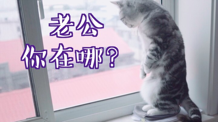 母猫不舍和公猫分手，天天看着窗外，泪崩！