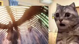 [Cat meme] Người thân và bạn bè tôi đã không liên lạc trong n năm đột nhiên rủ tôi xem Đại chiến Tit