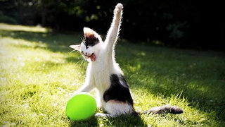 CATS vs BALLOONS 😂 (HD) สัตว์เลี้ยงตลก