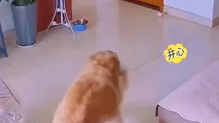Anjing golden retriever ini benar-benar terlalu nakal…