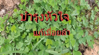 ต้นเล็กๆ แบบนี้ แต่สรรพคุณทางยาล้นเหลือ /โดยฮอยไทยอีสาน