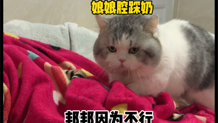 ไม่จริงใช่มั้ย ไม่จริงใช่มั้ย! ยังจะมีแมวตัวผู้ที่เกิดมาแล้วทำไม่ได้ด้วยเหรอ?