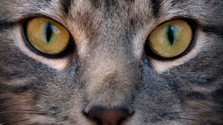 Do You Know What Your Pupil Shape Says About You?