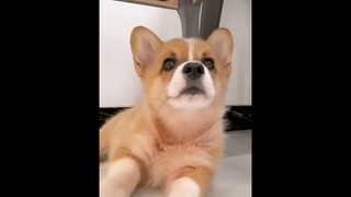 Funny Animal Videos 2022 Best Dogs And Cats Videos   Best Funny animals 4294