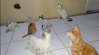 Kucing Yang Di Adopsi Dari Jalanan Seneng Banget Di Ajak Mainan Begini Mereka Sudah Bahagia..!