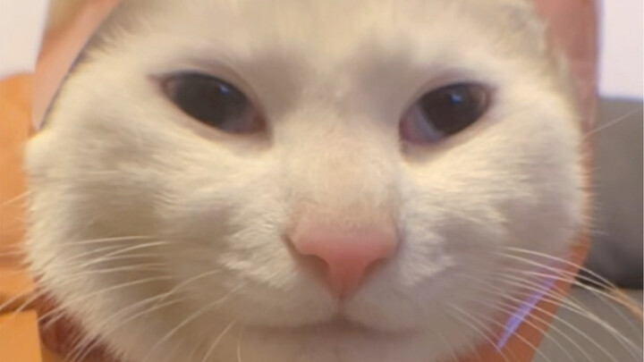 The chip bag’s too small… Meow looks totally unhappy!