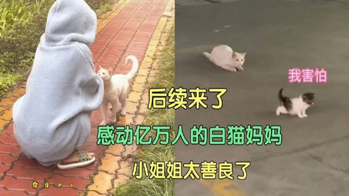 More to come! The cat mom who has touched hundreds of millions of people! Netizens: May good people 