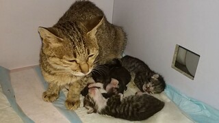 The once fierce little wild cat has become a mother and killed the fish she had raised for two and a