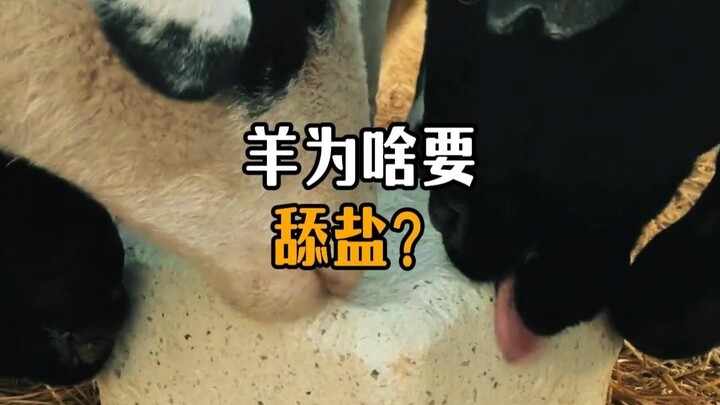 Why do sheep love licking salt so much?