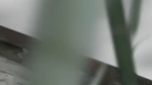 Cin.Zi.Jin e029