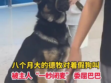 The dog was forcibly muted!!!
