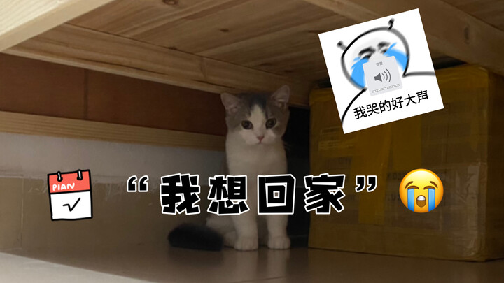When my friend was busy, he temporarily entrusted his cat to me for a few days…