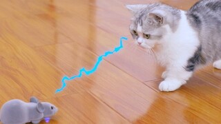 The cat was so scared when he saw a mouse for the first time that he flipped over and used his big m