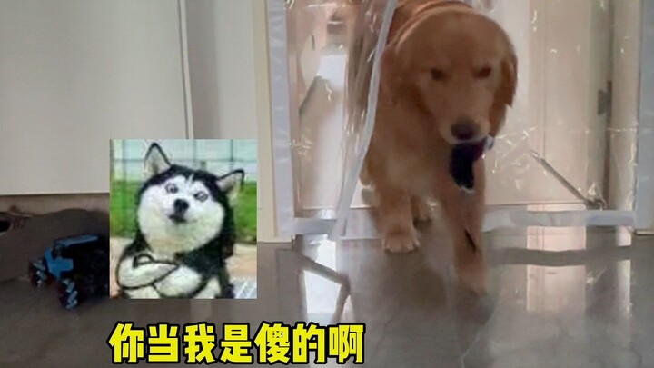 When the dog faces the air-conditioning curtain