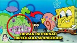 Spongebob Pernah Melihara Monster ?? Ini Nih Hewan aneh yang pernah di pelihara spongebob !