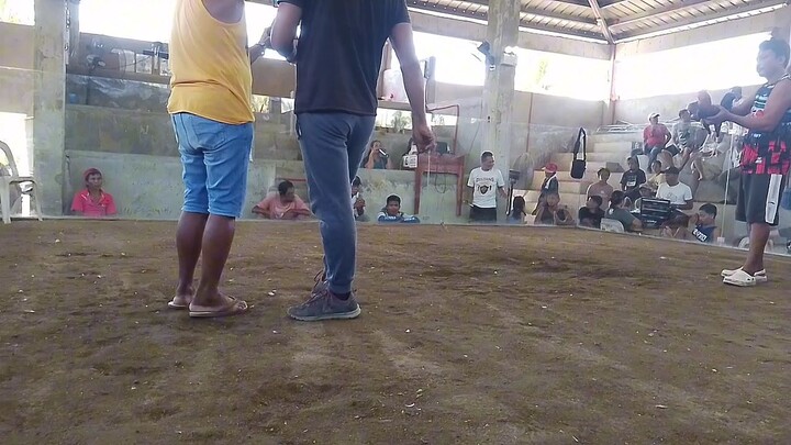 My GULL.. the father of my 3x winner (GullxClaret) San Andres Cockpit Arena (Quezon Province)