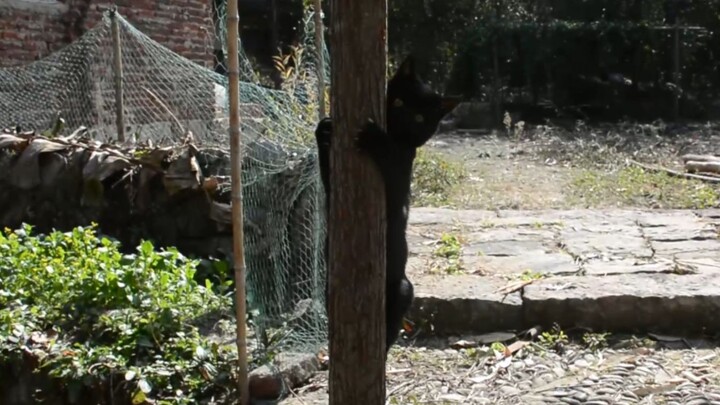 Definitely don’t get a black cat—every day it’s like this: eats and drinks constantly, super mischie