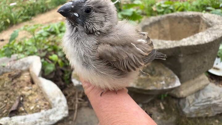Anak burung yang baru menetas hanya sebesar biji kedelai, setelah besar benar-benar menggemaskan