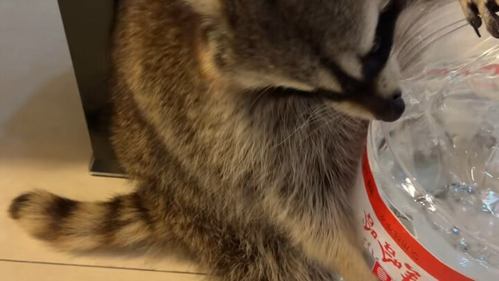 Nhà khoa học gấu mèo #gấumèo #hàihước #phánhà