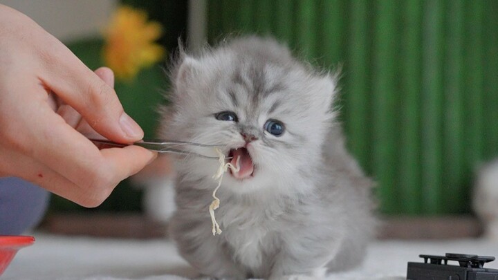 Immersive Tutorial: Teaching a Baby Kitten to Eat Meat