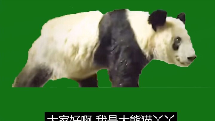 Halo semuanya, saya Panda Yaya