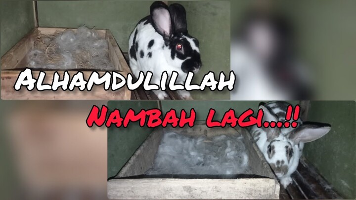 Alhamdulillah kelincinya beranak lagi, nambah lagi penghuni kandang pmp farm‼️MANTAP‼️