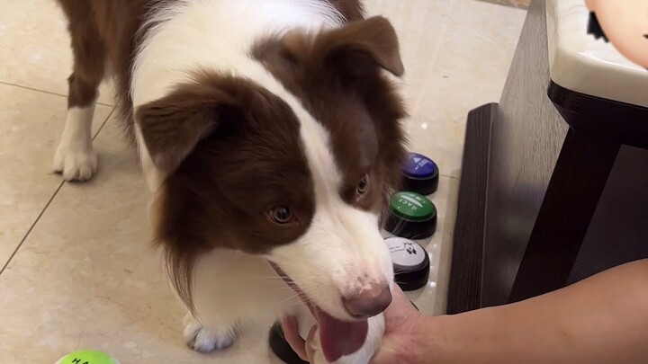 The double-standard dog ran away and even fell down!