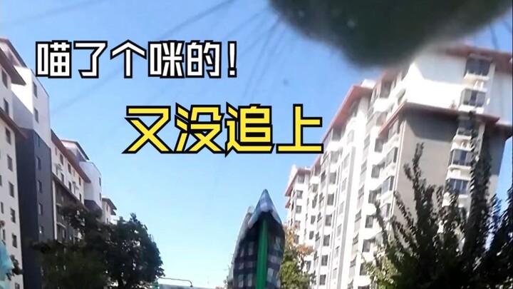 How obsessed can a little kitten get chasing cats? "Battery is drained—please help me recharge!"