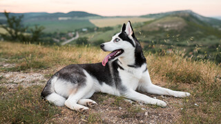 Dogs' Various Ways to Spend the Summer