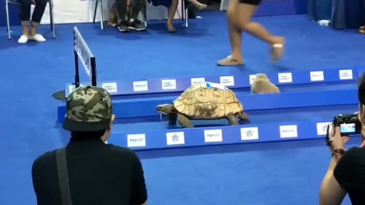 A real-life version of the tortoise and the hare—turns out fables are all true