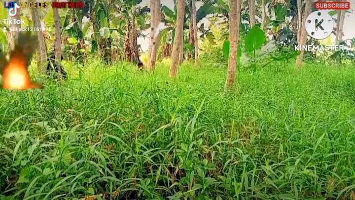 Los Angeles Brothers Trailer Movie Coming Soon On YouTube.