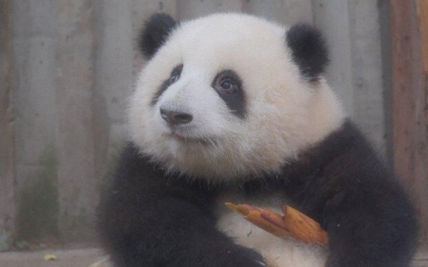 Panda Channel | Panda Cub Hehua As Cute As A Toy