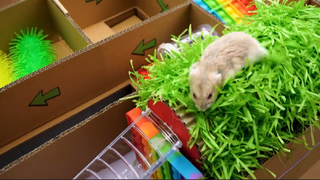 ภารกิจของหนูแฮมสเตอร์ EP 221