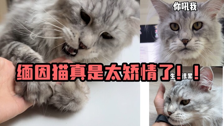 แมวเมนคูนช่างเรียกร้องเอาใจเสียจริง..