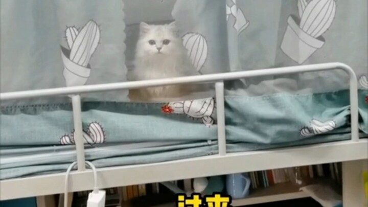 这么可爱的小猫咪，在你床上捣乱不过分吧