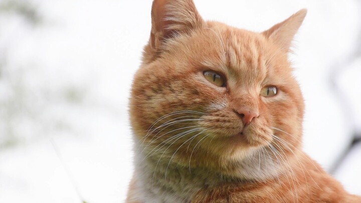 Does the big orange cat’s four seasons remind you of yourself? Hahaha!