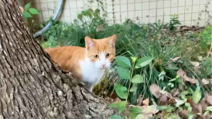 Leave it to fate—can’t force it… #BorderCollieChenBella