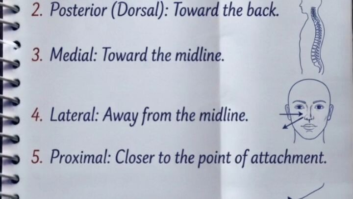Human Anatomy: Basic Directional Terms Explained (Anterior, Posterior, Medial & Lateral)