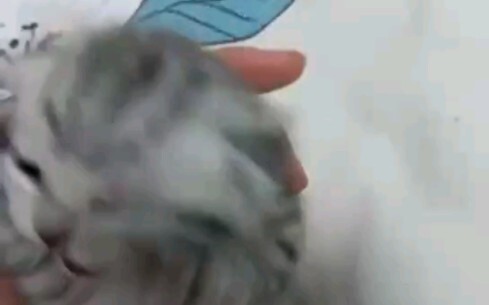 แมวน้อยกรีดร้องกอดหัวมาแล้ว ขอบคุณทุกคนที่ชื่นชอบ และวิดีโออื่นๆ จะทยอยอัปเดตเรื่อยๆ ❤️❤️❤️