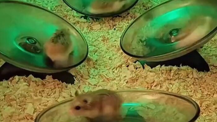 Mice: This is简直就是 paradise!