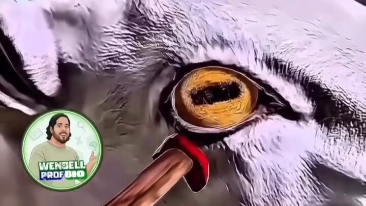 Video động vật ngốc nghếch #4