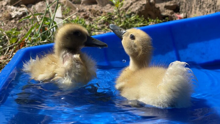 The naughty kid reveals its true nature as soon as it sees water.